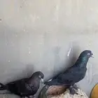 حمام