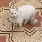 قطه