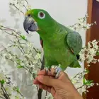 مروض ومدرب جميع أنواع الطيور