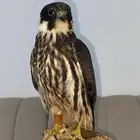 بكه للبيع آلموقع عرعر