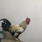 ديك بلدي حار