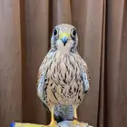 حمام باكستاني