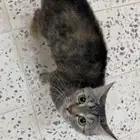 قط انثي للتبني