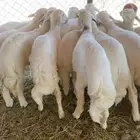 بهم مشروط شرط ومراح