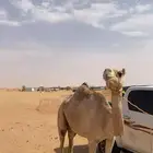 ناقه لقحه