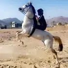 للبيع جزيري