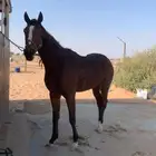 حصان انجليزي بطل على جميع الشروط عمره 4 سنوات