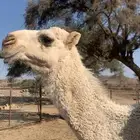 للبيع قعود كفو كفو