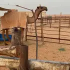 بكره صفرا عمرها سنه و 7 شهور دبيانيه السوم 22الف