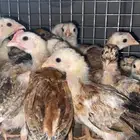 صوص دجاج عمر 3 اسابيع