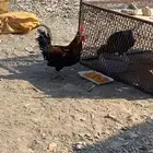 تم البيع