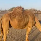 ناقه حمرا لقحه