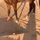 حصان انجليزي بطل على جميع الشروط عمره 4 سنوات