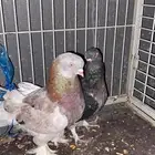 حمام تركي قلاب الذكر فيه مشكله في الجناح و الانثا سليمه