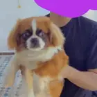 كلب بكيني للبيع