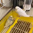 3 ذكور بادجي
