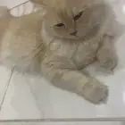 قط شيرازي هملايا ذكر