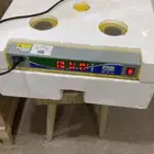 فقسه جديده
