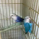 جوز روز وفروخه