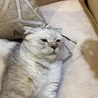 قطة سكوتش فولد
