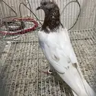 حمام باكستاني قلاب لاكه