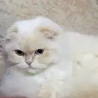 قطط لتبني لفتره محدده موقت