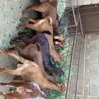 تيوس دهم