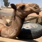 بكره للبيع