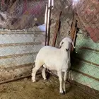 للبيع طلي و رخل