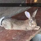 ارانب شنشلا