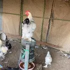 ديوك براهما للبيع