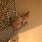 حمام مصري اناثي
