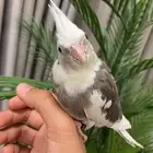 كروان للبيع