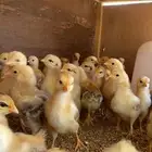 صوص تركي بيور