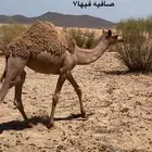 بكره طيب