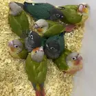 كنيور