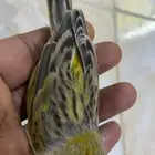 للبيع دكر كناري فاتح تغريد