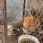 دجاجه مفرخه