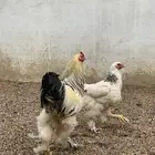 للبيع دجاج براهما