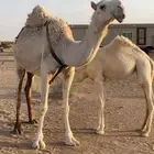 ناقه خلفه على بعير ابن خريع ام ثاني تحتها بكره