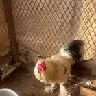 ديك براهما
