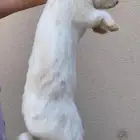 ارانب للبيع