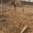 قعدان للبيع