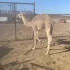 قعود قصب للبيع