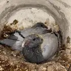 فراخ حمام زاجل