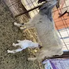 عنز معها واحد