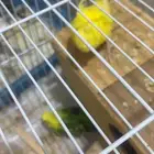 زوج بداجي مع عياله اثنين الصحه شرط الذكر نوعيته هوقو اسعر210