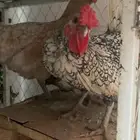 جوز سبرايت ديك ودجاجه للبيع