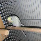 زوج بادجي