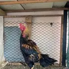 ديك باكستاني